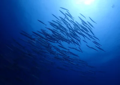 Dive Academy Phuket - Underwater 176