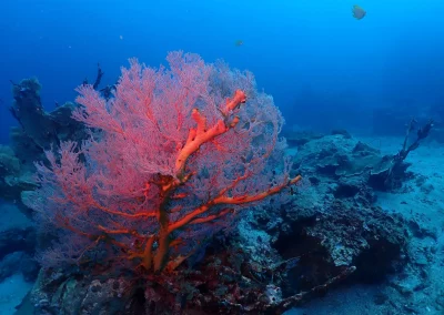 Dive Academy Phuket - Underwater 177
