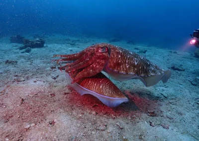 Dive Academy Phuket - Underwater 178