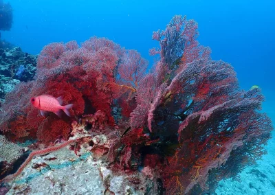 Dive Academy Phuket - Underwater 179