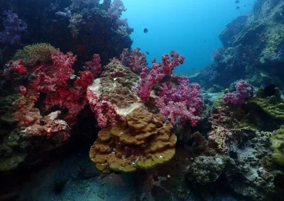Dive Academy Phuket - Underwater 18