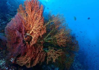 Dive Academy Phuket - Underwater 180