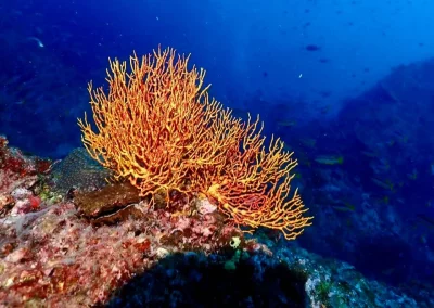 Dive Academy Phuket - Underwater 182