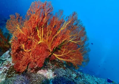 Dive Academy Phuket - Underwater 183