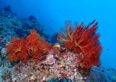 Dive Academy Phuket - Underwater 184