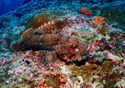 Dive Academy Phuket - Underwater 185