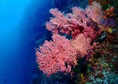 Dive Academy Phuket - Underwater 186