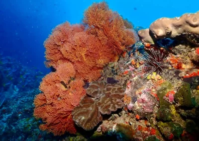 Dive Academy Phuket - Underwater 187