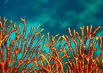 Dive Academy Phuket - Underwater 188