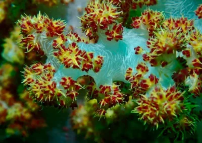 Dive Academy Phuket - Underwater 189