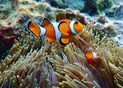Dive Academy Phuket - Underwater 190