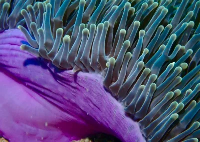 Dive Academy Phuket - Underwater 191