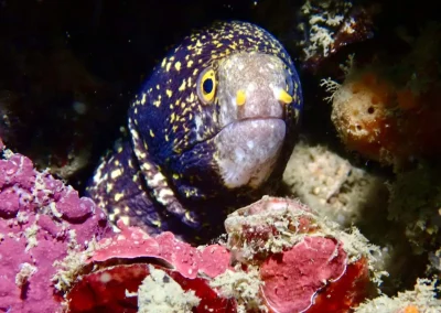 Dive Academy Phuket - Underwater 192