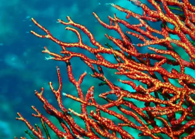 Dive Academy Phuket - Underwater 193