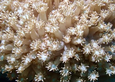 Dive Academy Phuket - Underwater 194