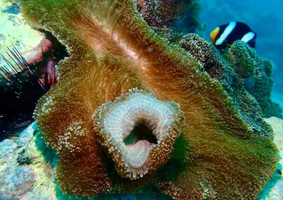 Dive Academy Phuket - Underwater 195