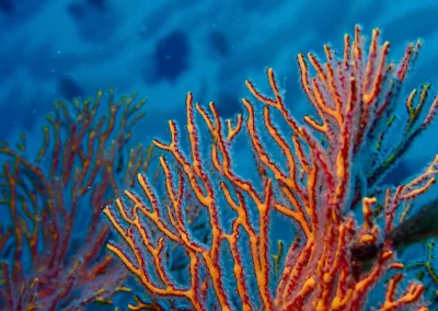 Dive Academy Phuket - Underwater 196