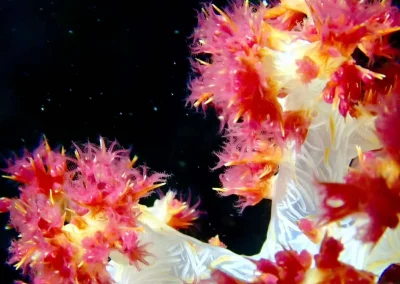 Dive Academy Phuket - Underwater 197