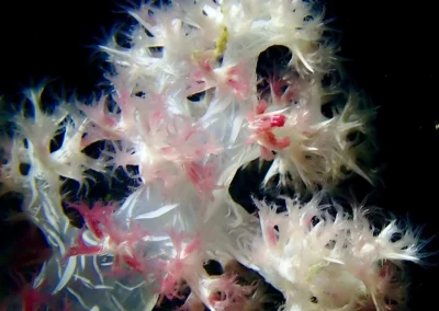 Dive Academy Phuket - Underwater 198