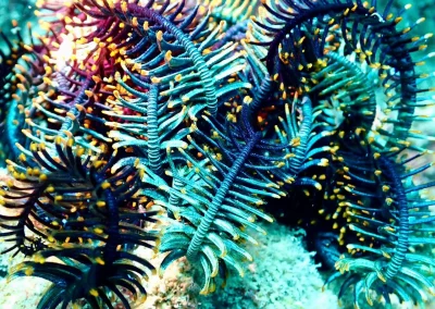 Dive Academy Phuket - Underwater 199