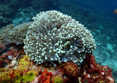 Dive Academy Phuket - Underwater 20