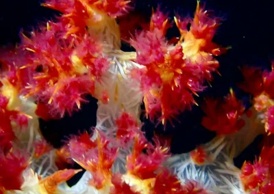 Dive Academy Phuket - Underwater 201