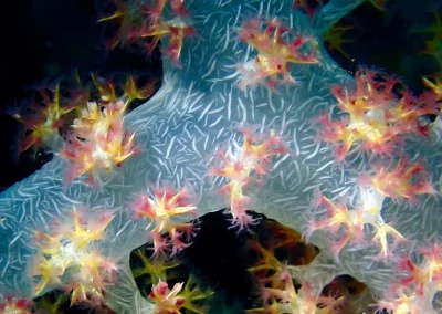 Dive Academy Phuket - Underwater 202
