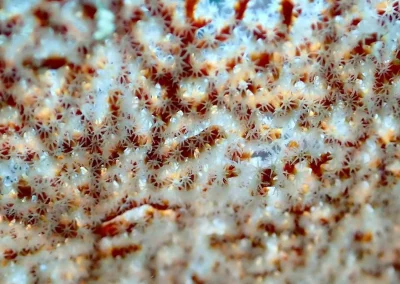 Dive Academy Phuket - Underwater 203