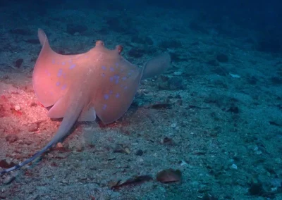 Dive Academy Phuket - Underwater 204