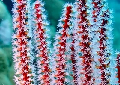 Dive Academy Phuket - Underwater 205