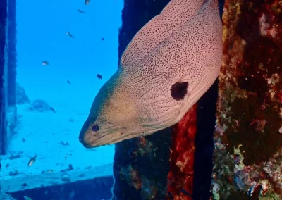 Dive Academy Phuket - Underwater 207
