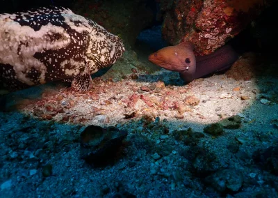 Dive Academy Phuket - Underwater 21