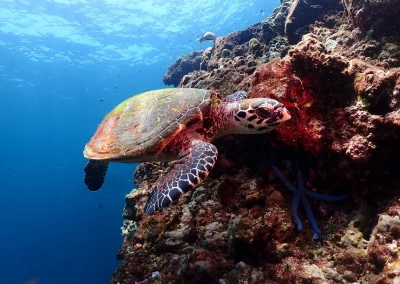 Dive Academy Phuket - Underwater 22