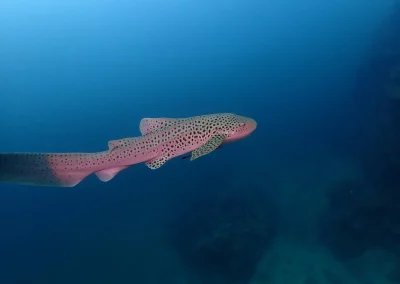 Dive Academy Phuket - Underwater 24