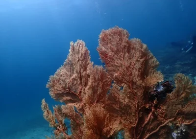 Dive Academy Phuket - Underwater 26