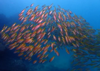 Dive Academy Phuket - Underwater 27