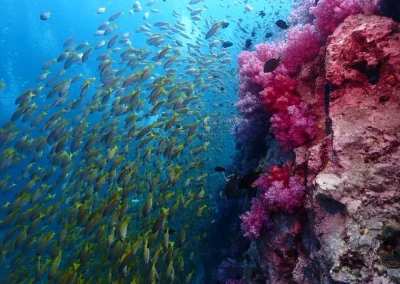 Dive Academy Phuket - Underwater 28