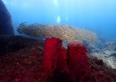 Dive Academy Phuket - Underwater 29