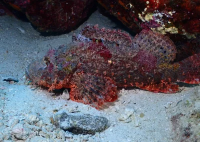 Dive Academy Phuket - Underwater 31