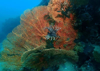Dive Academy Phuket - Underwater 33
