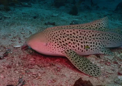 Dive Academy Phuket - Underwater 34