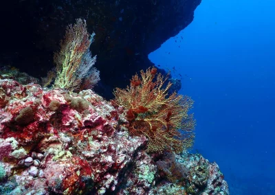 Dive Academy Phuket - Underwater 37