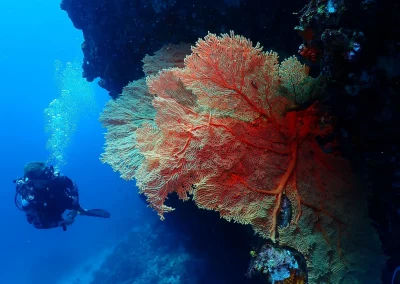 Dive Academy Phuket - Underwater 38