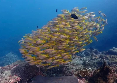 Dive Academy Phuket - Underwater 39