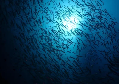 Dive Academy Phuket - Underwater 40