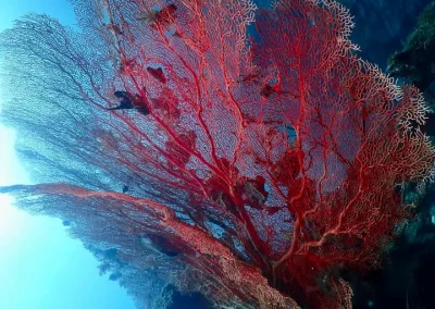 Dive Academy Phuket - Underwater 41