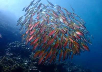 Dive Academy Phuket - Underwater 42