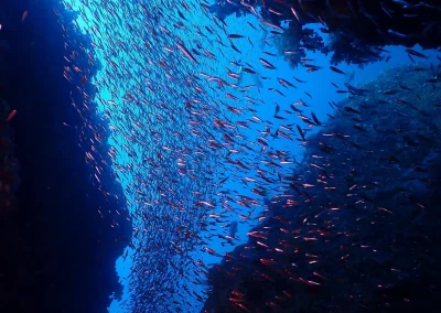 Dive Academy Phuket - Underwater 43