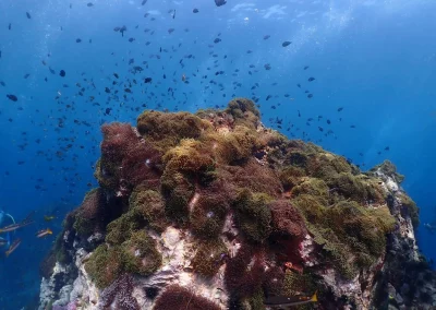 Dive Academy Phuket - Underwater 45