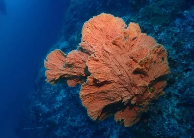 Dive Academy Phuket - Underwater 46